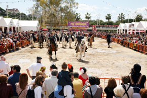 Exhibición hípica de caballos andaluces.